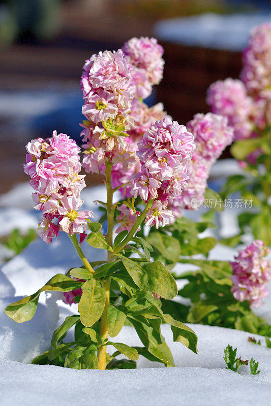 冬天的花与雪:砧木花/ Matthiola incana